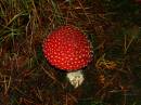 FLY_AGARIC_1.jpg