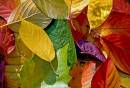 Fallen-Leaves.jpg
