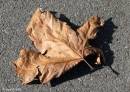 Fallen_Leaf.jpg