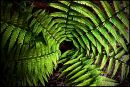 Fern1.jpg