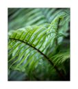 Fern3.jpg