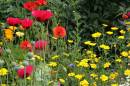 Field_flowers_-_summer_2010.jpg