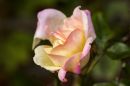 First_Rose.jpg