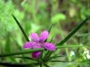 Fleur_4_24-6-05.jpg