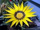 Fleur_4_a_Pointe_au_Pere_11-7-05.jpg