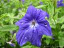 Fleur_Ile_Ste-Helene_16-10-05_IMG_1540.jpg