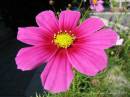 Fleur_St-Lambert_5-9-05_IMG_0807.jpg