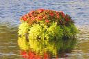 Floating_Flower_Basket.jpg