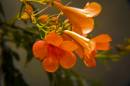 Flower-small.jpg