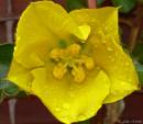 Flower.jpg