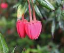 Flower110.jpg