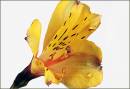 Flower14.jpg