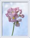 Flower160406.jpg