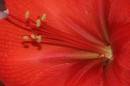 Flower19.jpg