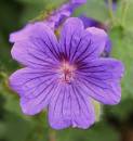 Flower22.jpg