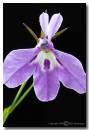 Flower31.jpg