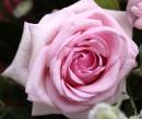 Flower34.jpg