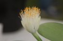 Flower35.jpg