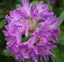 Flower44.jpg