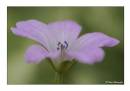 Flower7.jpg