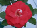 Flower_21.jpg