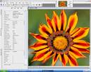 Flower_Checkwb900sr.jpg