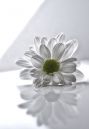 Flower_Glow.jpg