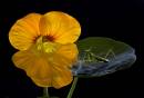 Flower_with_praying_mantis_WpF.jpg