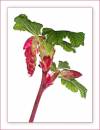 Flowering_Currant.jpg