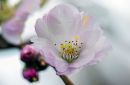 Flowering_cherry1.jpg