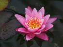 Flowers_064_2.jpg