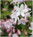 Flowers_12.jpg
