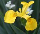 Flowers_2.jpg