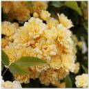 Flowers_3.jpg