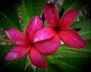 Flowers_After_the_Rain.jpg