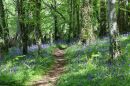 Forest_Bluebells_800.jpg