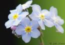 Forget-me-not.jpg