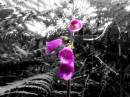 Foxglove1.jpg