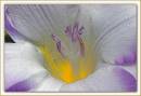 Freesia_Macro.jpg