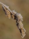 Frost_on_grass_2.jpg