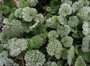 Frostyweeds2.JPG