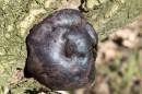 Fungi.jpg