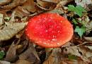 Fungi1.jpg