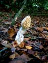 Fungi3.JPG