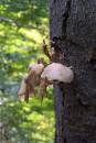 Fungi4.JPG