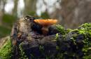 Fungi_1.jpg