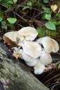 Fungi_2.JPG