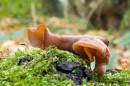 Fungi_4.jpg