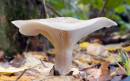 Fungi_7.jpg