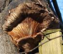 Fungus2.JPG